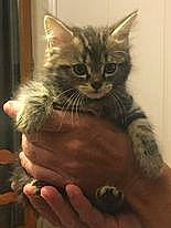 Jade a rejoint le concours — aidez-le/la à gagner de superbes lots ! carnivore, cat, claw, comfort, domestic_short_haired_cat, fawn, felidae, finger, fur, gesture, nail, paw, small_to_medium_sized_cats, snout, tail, terrestrial_animal, thumb, whiskers