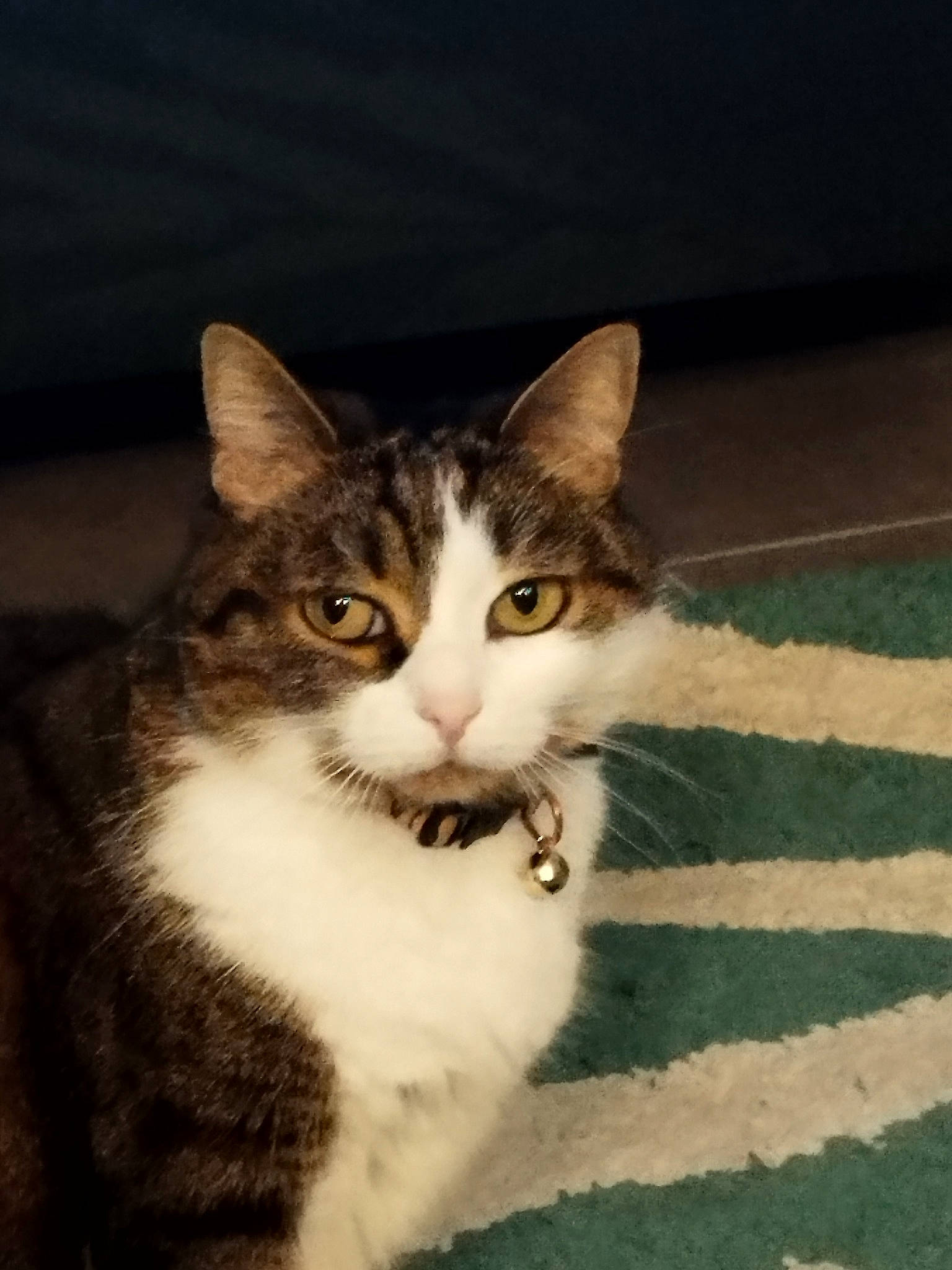 Tigresse a rejoint le concours — aidez-le/la à gagner de superbes lots ! carnivore, cat, domestic_short_haired_cat, eye, felidae, fur, grass, sitting, small_to_medium_sized_cats, snout, tail, terrestrial_animal, whiskers, window