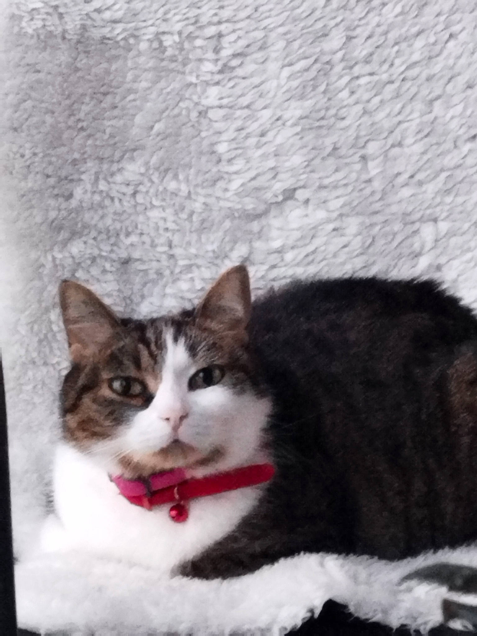 Tigresse a rejoint le concours — aidez-le/la à gagner de superbes lots ! carnivore, cat, cat_supply, domestic_short_haired_cat, felidae, fur, small_to_medium_sized_cats, snout, tail, tree, whiskers, window