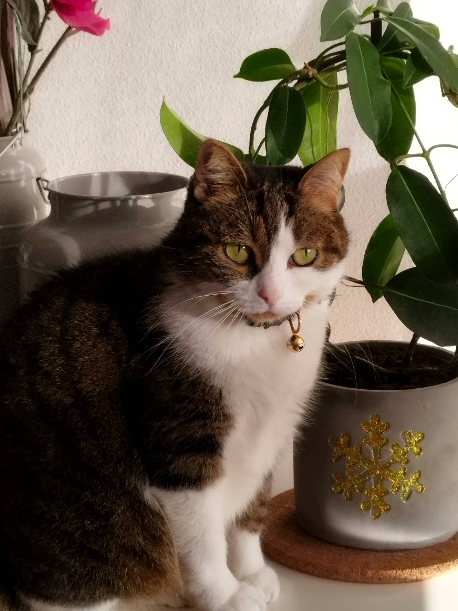 Tigresse participe au concours pour gagner de l'argent avec cette photo : animal_feed, carnivore, cat, cat_supply, domestic_short_haired_cat, drinkware, felidae, flowerpot, fur, grass, houseplant, paw, pet_supply, plant, serveware, small_to_medium_sized_cats, snout, tail, whiskers, window