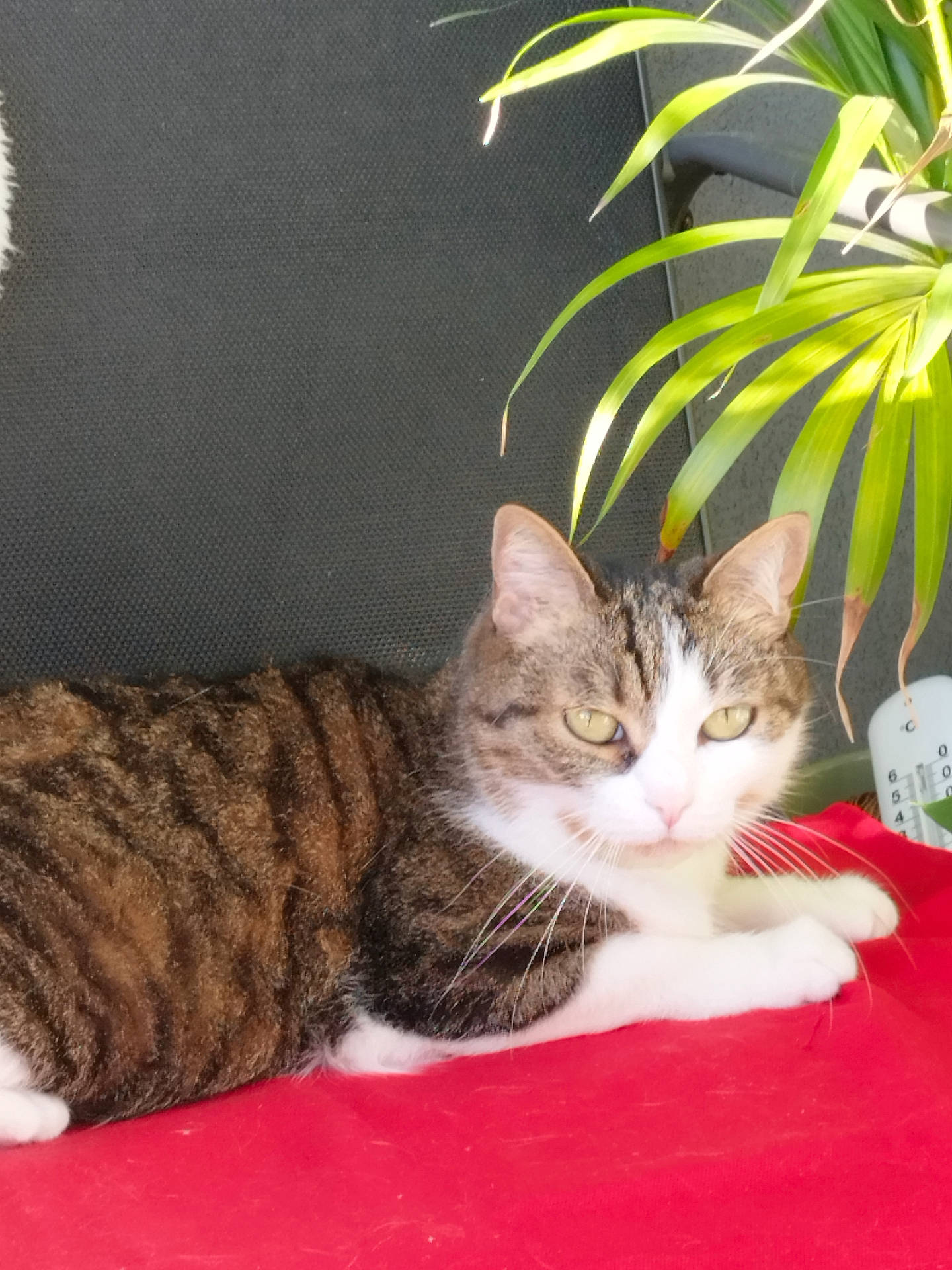 Tigresse a rejoint le concours — aidez-le/la à gagner de superbes lots ! abyssinian, angora, animal, architecture, building, cat, chair, couch, cushion, furniture, homedecor, indoors, kitten, livingroom, manx, pet, plant, pottedplant, room, wood