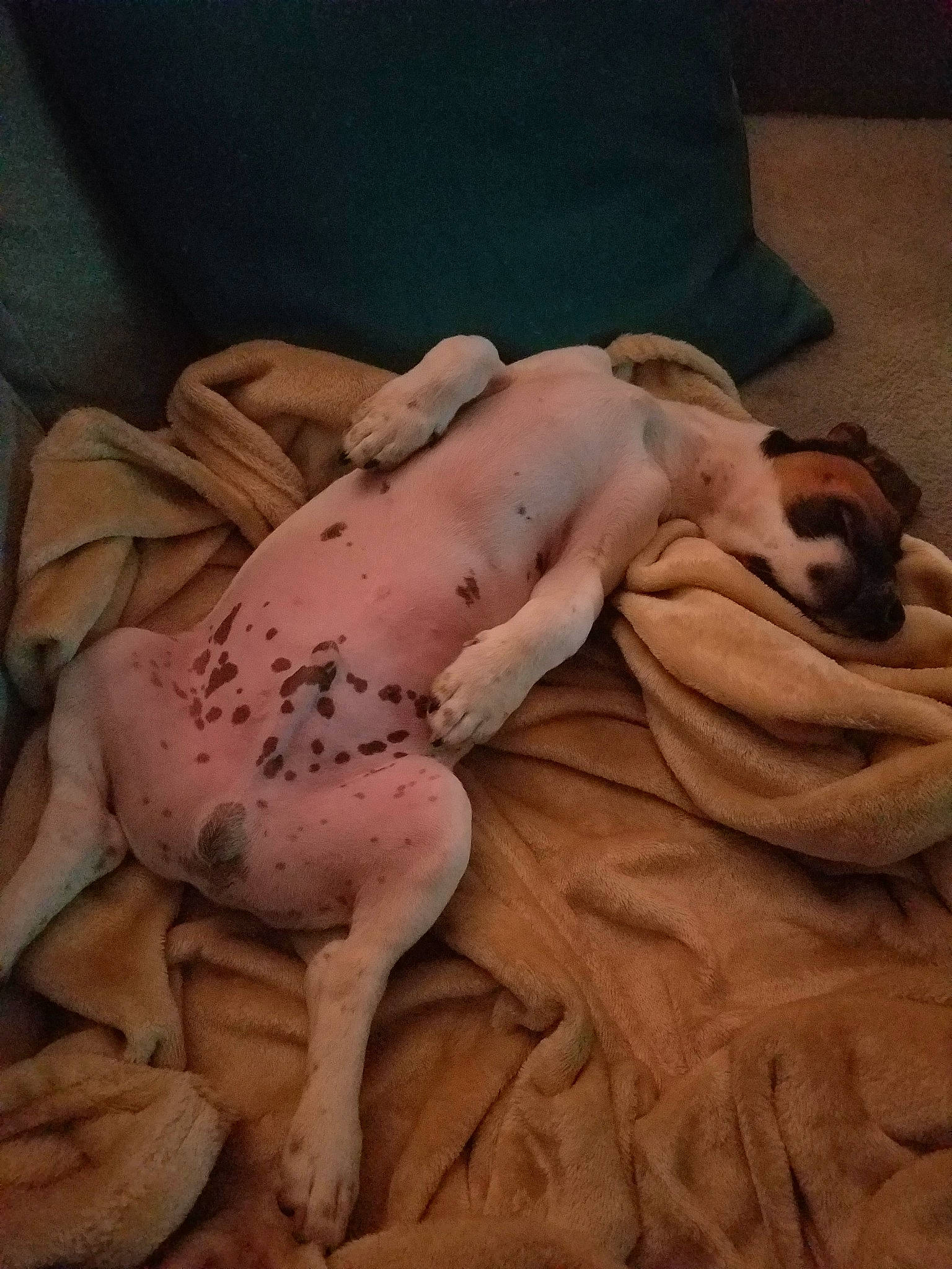 Bueno a rejoint le concours — aidez-le/la à gagner de superbes lots ! american_bulldog, birth, canidae, carnivore, dog, dog_breed, fawn, flesh, french_bulldog, non_sporting_group, pointer, puppy, puppy_love, sleep