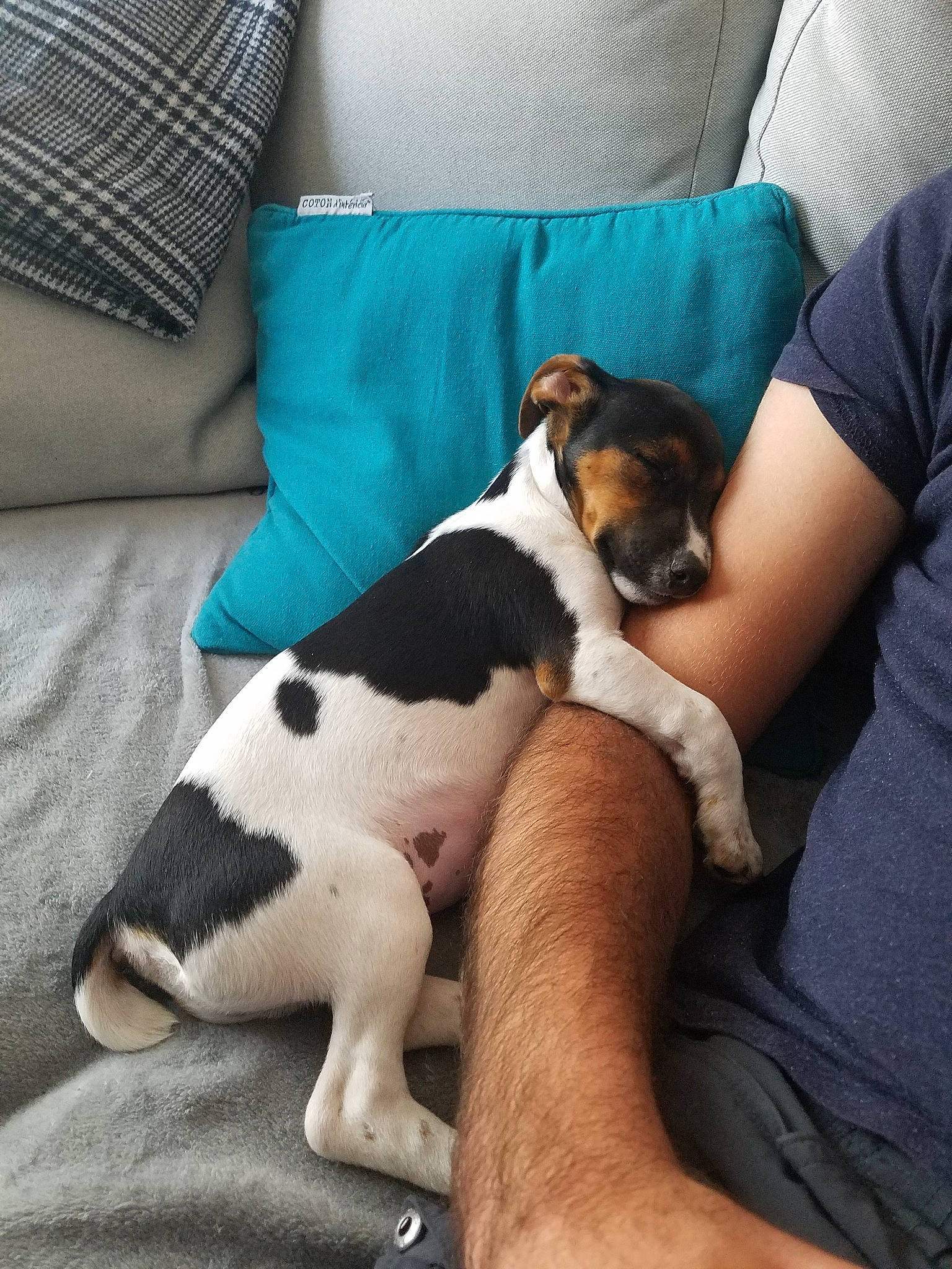 Bueno a rejoint le concours — aidez-le/la à gagner de superbes lots ! brazilian_terrier, canidae, carnivore, chilean_fox_terrier, companion_dog, danish_swedish_farmdog, dog, dog_breed, fawn, fox_terrier, leg, mammal, pillow, puppy, puppy_love, rat_terrier, ratonero_bodeguero_andaluz, smooth_fox_terrier, sporting_group, vertebrate