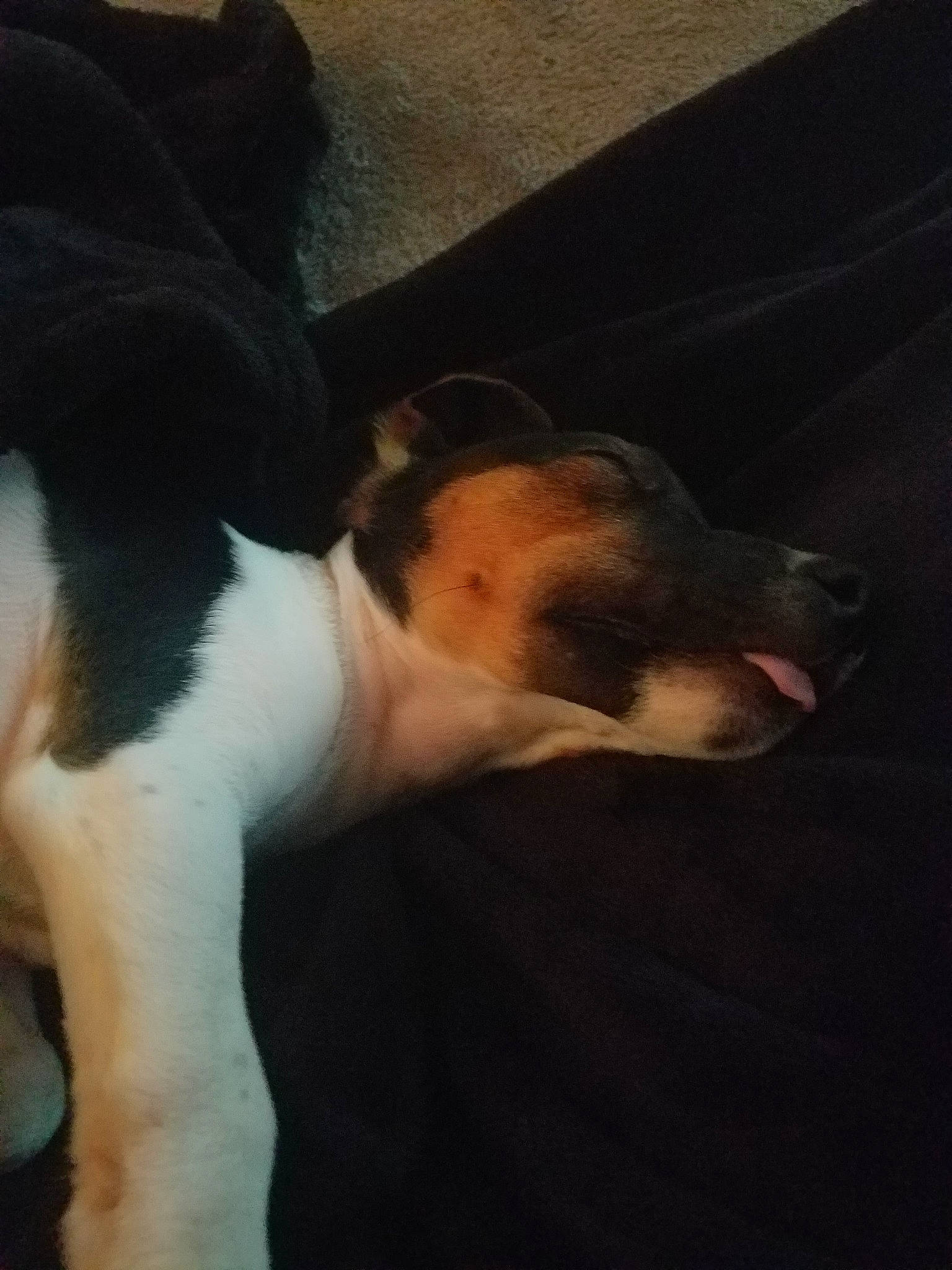 Bueno a rejoint le concours — aidez-le/la à gagner de superbes lots ! canidae, carnivore, dog, dog_breed, ear, fawn, fox_terrier, nose, puppy, smooth_fox_terrier, sporting_group