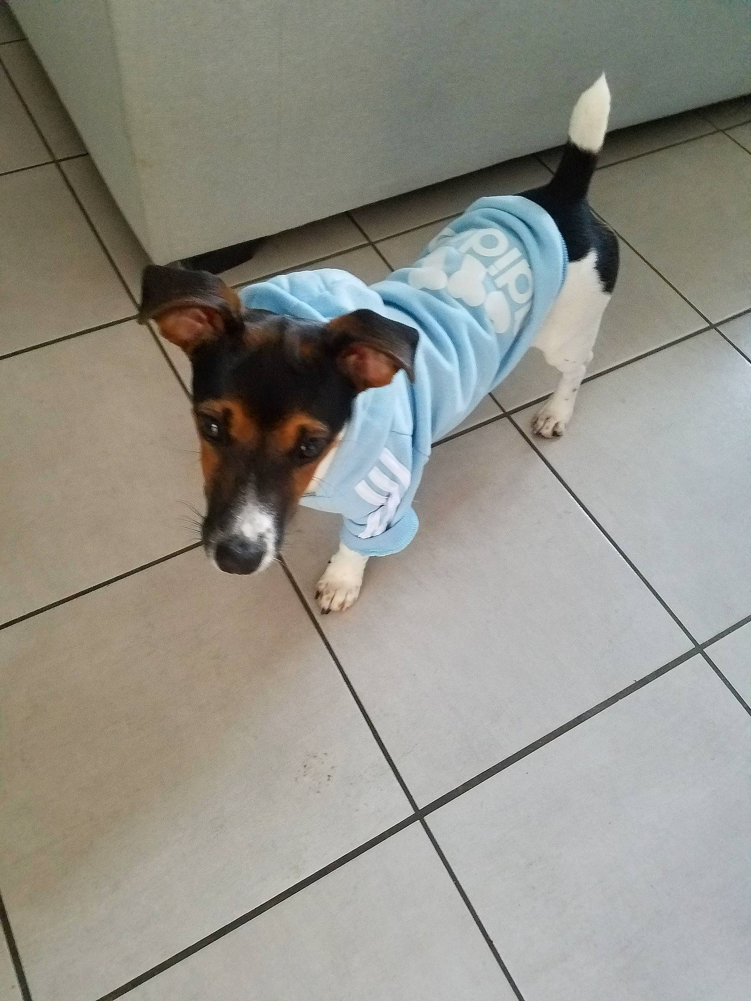 Bueno a rejoint le concours — aidez-le/la à gagner de superbes lots ! brazilian_terrier, canidae, carnivore, companion_dog, dog, dog_breed, floor, flooring, jack_russell_terrier, mammal, puppy, rat_terrier, ratonero_bodeguero_andaluz, smooth_fox_terrier, teddy_roosevelt_terrier, tenterfield_terrier, terrier