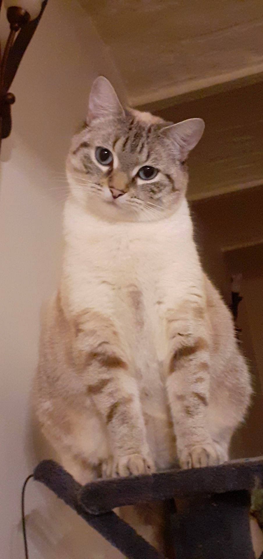 Diamant a rejoint le concours — aidez-le/la à gagner de superbes lots ! aegean_cat, american_wirehair, asian, asian_semi_longhair, australian_mist, british_semi_longhair, british_shorthair, burmilla, carnivore, cat, domestic_short_haired_cat, european_shorthair, fawn, felidae, kitten, mammal, ojos_azules, small_to_medium_sized_cats, vertebrate, whiskers