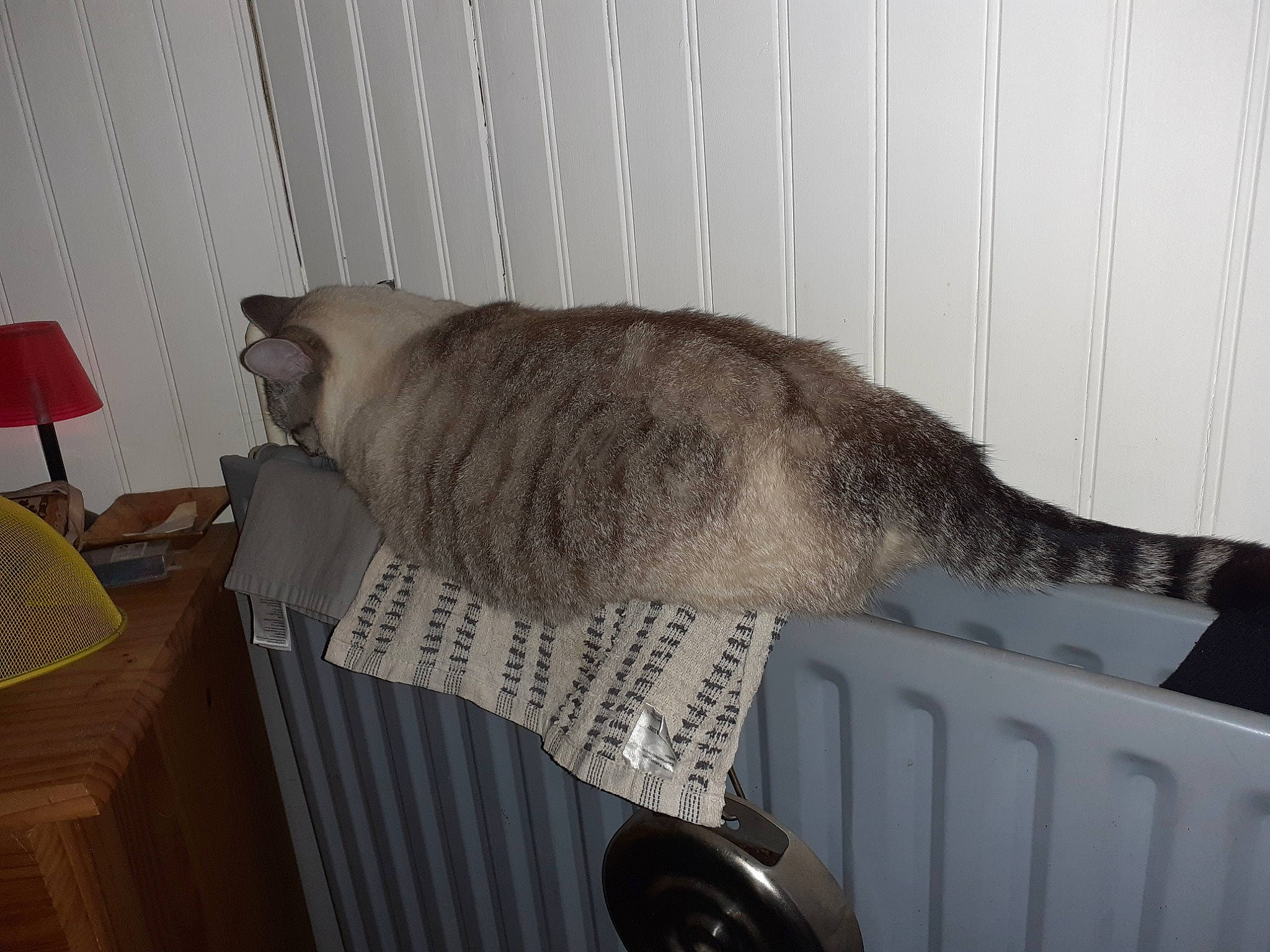 Diamant a rejoint le concours — aidez-le/la à gagner de superbes lots ! carnivore, cat, domestic_short_haired_cat, felidae, small_to_medium_sized_cats, tail, whiskers