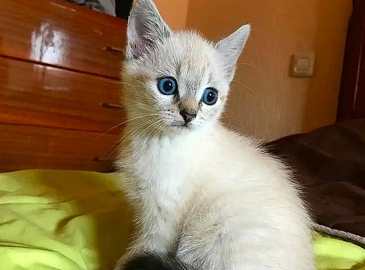 Diamant a rejoint le concours — aidez-le/la à gagner de superbes lots ! asian, asian_semi_longhair, balinese, burmilla, carnivore, cat, domestic_long_haired_cat, eye, felidae, javanese, kitten, mammal, ojos_azules, ragdoll, siberian, small_to_medium_sized_cats, thai, turkish_angora, vertebrate, whiskers