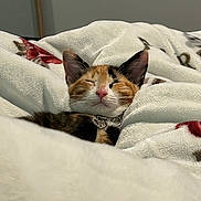 Hazelnut is registered to the contest to win money with this photo: cat, calico, sleeping, blanket, cozy, fur, pet, animal, indoor, resting, cute, napping, soft, comfort, collar, ears, whiskers, face, relaxation, home