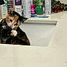 Hazelnut joined the competition — help win amazing prizes! cat, calico_cat, kitten, sink, bathroom, countertop, toiletries, bottles, personal_care, cleaning_products, mirror, playful, pet, animal, domestic, fur, whiskers, paw, licking, cute