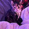 Hazelnut joined the competition — help win amazing prizes! cat, kitten, calico, collar, heart_pendant, blanket, cozy, furry, pet, indoor, cute, small_animal, fur, animal, purple_light, relaxing, resting, comfort, domestic_cat, young_cat
