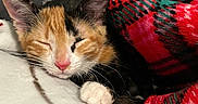 Hazelnut is registered to the contest to win money with this photo: kitten, calico, cat, sleeping, blanket, plaid, red, green, paw, cozy, cute, fur, pet, domestic_animal, resting, indoor, soft_texture, closeup, adorable, peaceful