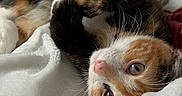 Hazelnut joined the competition — help win amazing prizes! animal, bed, blanket, calico, cat, cozy, curious, cute, cute_pet, eyes, feline, fur, indoor, kitten, pet, playful, resting, sleepy, soft, whiskers