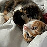 cat, kitten, calico, pet, animal, cute, feline, fur, whiskers, eyes, bed, blanket, cozy, resting, indoor, soft, playful, cute_pet, sleepy, curious
