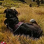 adventure, animal, backpack, black_dog, clouds, daytime, dog, field, fur, grass, harness, landscape, mountain, nature, outdoor, resting, scenic, sky, travel, valley