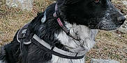 Nina participe au concours pour gagner de l'argent avec cette photo : alert, animal, black_and_white, canine, collar, dog, field, fur, grass, guard_dog, harness, mammal, nature, outdoor, pet, rocks, security, side_view, sitting, spot_pattern