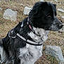 alert, animal, black_and_white, canine, collar, dog, field, fur, grass, guard_dog, harness, mammal, nature, outdoor, pet, rocks, security, side_view, sitting, spot_pattern