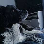Nina a rejoint le concours — aidez-le/la à gagner de superbes lots ! black_and_white, books, cozy, curtain, cushion, dog, domestic, floor, fur, home, indoor, looking_up, pet, plant, relaxed, resting, shelf, side_view, tile_floor, window