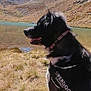 animal, black_dog, canine, collar, daylight, dog, grass, hill, lake, landscape, mountain, nature, outdoor, pet, scenic, side_view, sunny, superdog_vest, water, wilderness