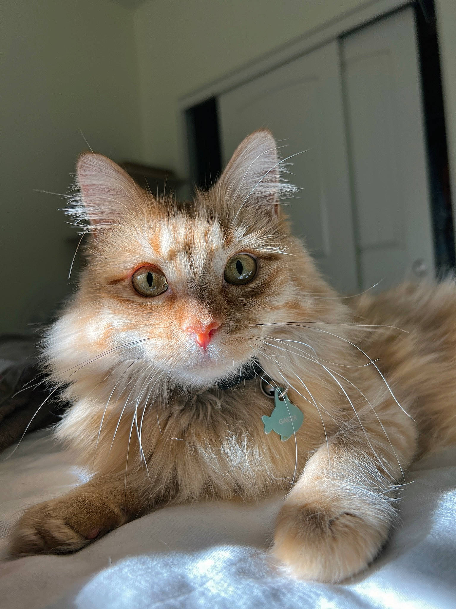Ginger is registered to the contest to win money with this photo: box, carnivore, cat, claw, domestic_short_haired_cat, door, fawn, felidae, fur, iris, paw, photo_caption, ragdoll, small_to_medium_sized_cats, snout, tail, whiskers
