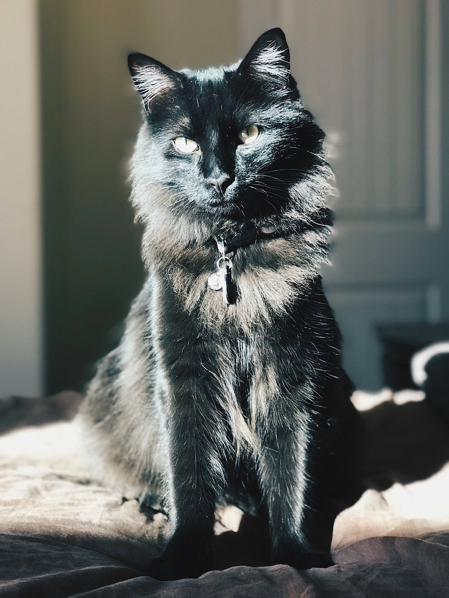 Dax joined the competition — help win amazing prizes! black_cat, carnivore, cat, claw, darkness, domestic_short_haired_cat, eye, felidae, fur, grey, monochrome, monochrome_photography, paw, sitting, small_to_medium_sized_cats, snout, still_life_photography, stock_photography, tail, whiskers