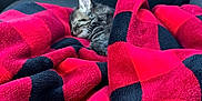 Ozzy is registered to the contest to win money with this photo: kitten, cat, sleeping, blanket, red, black, checkered_pattern, car_interior, seat, cozy, fur, pet, animal, rest, comfort, small, cute, indoor, relaxation, soft
