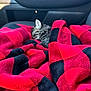 kitten, cat, sleeping, blanket, red, black, checkered_pattern, car_interior, seat, cozy, fur, pet, animal, rest, comfort, small, cute, indoor, relaxation, soft