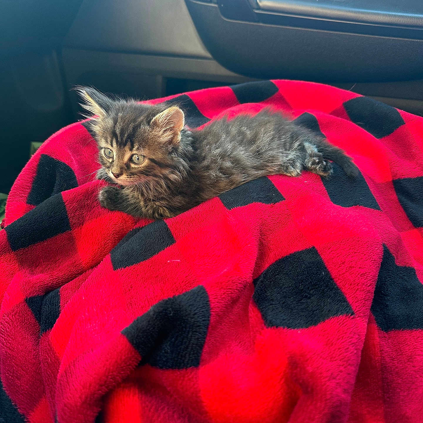 Ozzy is registered to the contest to win money with this photo: animal, black, blanket, car_interior, cat, checkered, cozy, curious, cute, daylight, feline, fur, kitten, pet, red, resting, seat, small, soft, window
