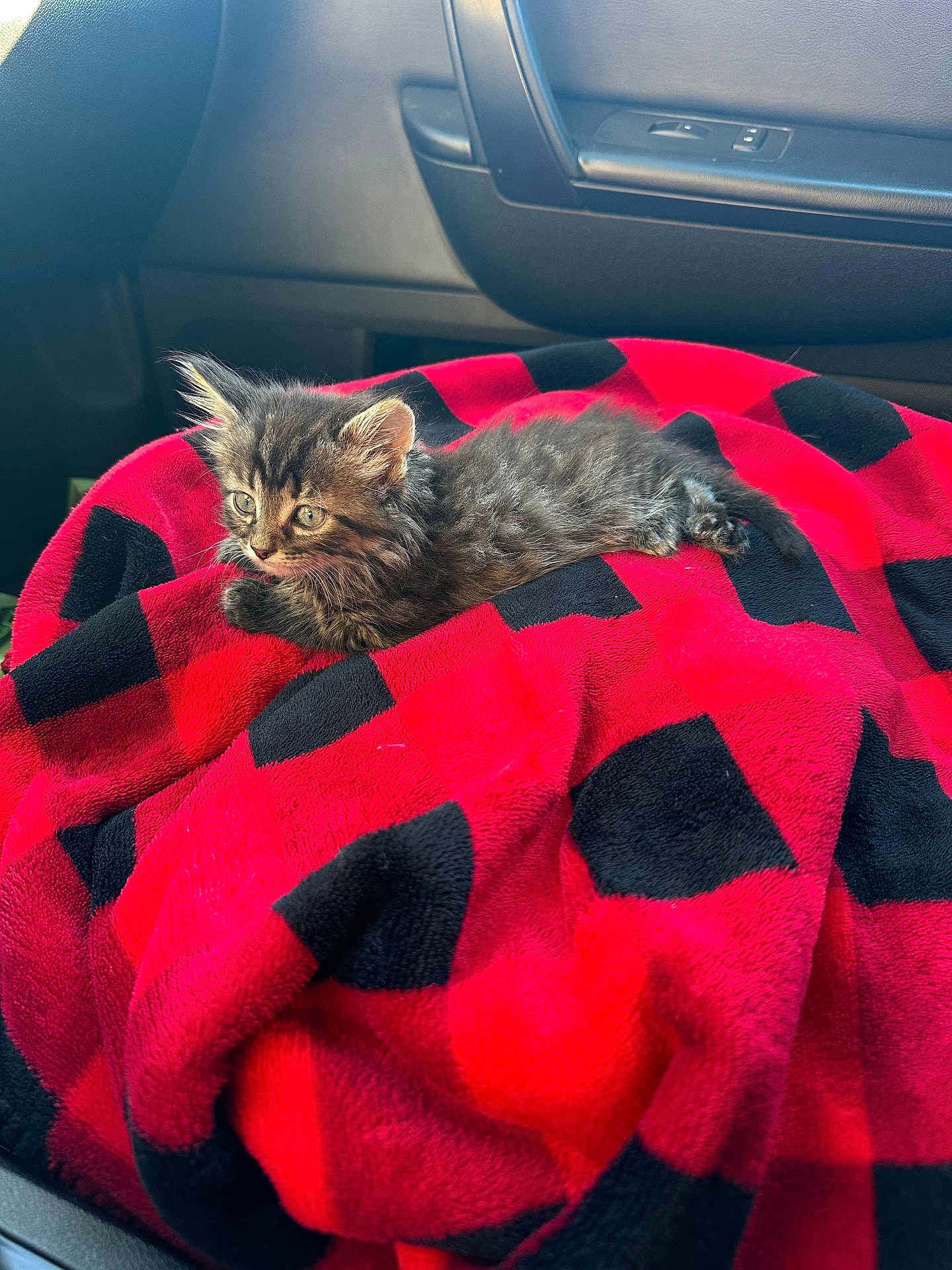 Ozzy is registered to the contest to win money with this photo: kitten, cat, animal, pet, feline, cute, fur, blanket, red, black, checkered, cozy, car_interior, seat, window, daylight, small, resting, curious, soft