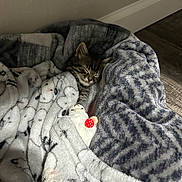 Ozzy is registered to the contest to win money with this photo: kitten, sleeping, blanket, plush_toy, cozy, indoor, soft_texture, floor, pet, cute, feline, resting, comfort, home, animal, small, fur, toy, patterned_blanket, relaxation