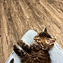 Ozzy is registered to the contest to win money with this photo: kitten, cat, tabby, fur, pet, animal, indoor, floor, denim, clothing, person, lap, cute, small, whiskers, ears, relaxed, young, looking, home