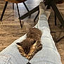 Ozzy is registered to the contest to win money with this photo: kitten, cat, sleeping, lap, jeans, keys, indoor, wooden_floor, chair, furniture, pet, cozy, resting, cute, small, fur, animal, relaxation, casual, home