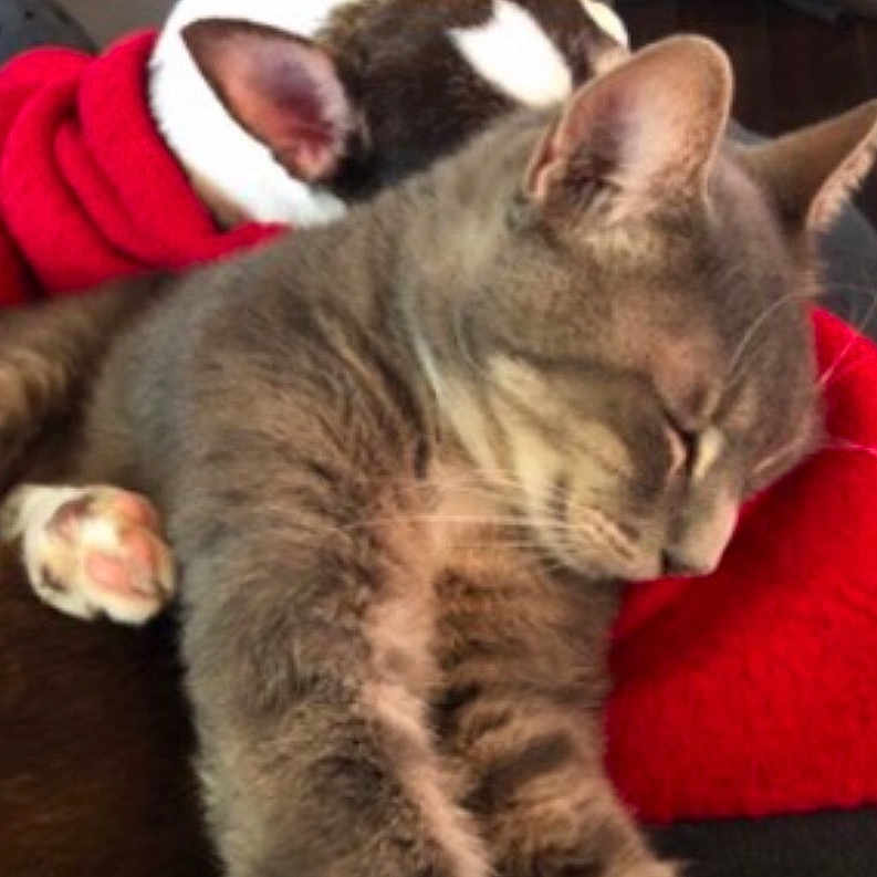 Kimmer is registered to the contest to win money with this photo: abyssinian, animal, blanket, cat, egyptiancat, kitten, manx, person, pet, siamese, sleeping