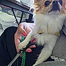 Apple participe au concours pour gagner de l'argent avec cette photo : dog, puppy, small_dog, fluffy, long_hair, white_fur, tan_fur, large_ears, black_nose, brown_eyes, portrait, close_up, sitting, lap, collar, leash, human_hand, scissors, indoors, pet