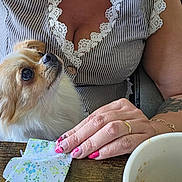 Apple participe au concours pour gagner de l'argent avec cette photo : dog, small_dog, fluffy, white_fur, brown_fur, pet, animal, portrait, close_up, looking_up, person, hand, pink_nails, tattoo, striped_shirt, lace_trim, face_mask, table, bowl, indoor