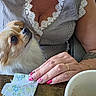 dog, small_dog, fluffy, white_fur, brown_fur, pet, animal, portrait, close_up, looking_up, person, hand, pink_nails, tattoo, striped_shirt, lace_trim, face_mask, table, bowl, indoor