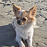 Apple participe au concours pour gagner de l'argent avec cette photo : dog, puppy, small_dog, fluffy, long_hair, white_fur, brown_fur, large_ears, sitting, beach, sand, seashells, pebbles, outdoor, sunlight, portrait, pet, cute, animal, shoreline