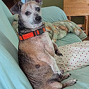 Poopie is registered to the contest to win money with this photo: animal, black, blanket, brown, collar, comfort, couch, cute, dog, domestic, ears, fur, furniture, home, indoor, looking, pet, relaxed, sitting, white