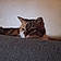 Minette