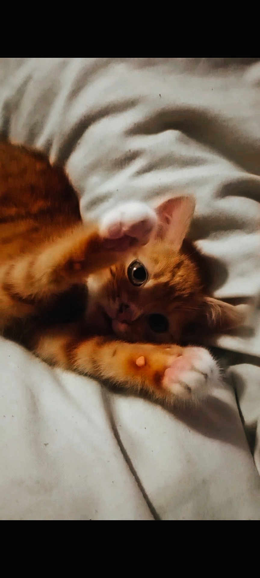 Sherekahn joined the competition — help win amazing prizes! cat, kitten, orange_tabby, playful, paws, stretching, blanket, white_blanket, cute, pet, feline, whiskers, fur, animal, young_cat, indoor, soft, resting, curious, closeup