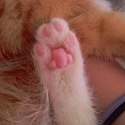 Sherekahn is registered to the contest to win money with this photo: cat, paw, pink_pads, fur, orange_fur, white_fur, close_up, soft_texture, animal, pet, resting, blurred, fabric, indoor, cute, feline, macro, paw_pad, cozy, warm