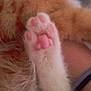 cat, paw, pink_pads, fur, orange_fur, white_fur, close_up, soft_texture, animal, pet, resting, blurred, fabric, indoor, cute, feline, macro, paw_pad, cozy, warm
