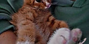 Sherekahn joined the competition — help win amazing prizes! kitten, cat, orange_tabby, pet, cute, paws, pink_pads, person, arms, green_hoodie, indoor, couch, furniture, relaxing, cozy, closeup, fur, animal, companion, comfort