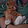kitten, cat, orange_tabby, pet, cute, paws, pink_pads, person, arms, green_hoodie, indoor, couch, furniture, relaxing, cozy, closeup, fur, animal, companion, comfort