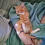 Sherekahn is registered to the contest to win money with this photo: kitten, cat, orange_tabby, sleeping, person, arms, green_sweatshirt, cozy, indoors, couch, resting, pet, furry, cute, domestic_animal, relaxation, comfort, nap, fur, hand