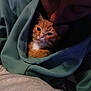 Sherekahn is registered to the contest to win money with this photo: kitten, cat, person, hoodie, cozy, indoor, affection, cute, orange_cat, pet, snuggle, face, closeup, comfort, warm, love, animal, human, casual_clothing, gentle