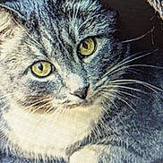 Gidget joined the competition — help win amazing prizes! animal, cat, close_up, cozy, curious, cute, domestic_cat, fabric_tunnel, feline, fur, gray_cat, indoor, pet, portrait, relaxed, resting, soft_light, tabby, whiskers, yellow_eyes