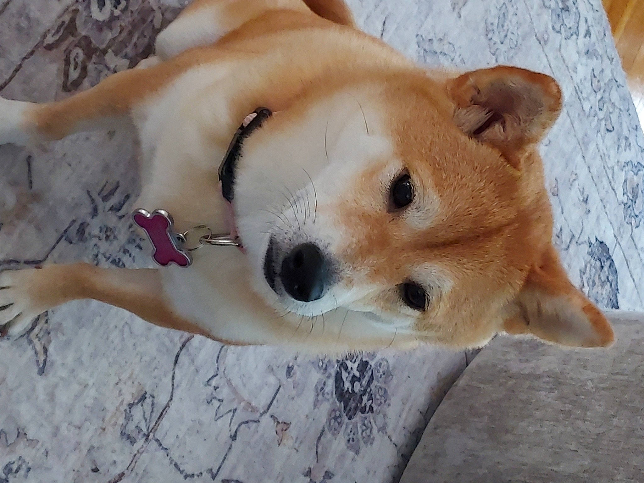 Gigi Gardner is registered to the contest to win money with this photo: canidae, carnivore, collar, companion_dog, dog, dog_breed, dog_supply, fawn, fur, non_sporting_group, paw, pet_supply, snout, sporting_group, tail, terrestrial_animal, whiskers, wildlife, wood, working_animal