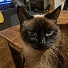 Ronron participe au concours pour gagner de l'argent avec cette photo : cat, siamese_cat, pet, animal, indoor, wooden_table, living_room, fireplace, furniture, television, blurred_background, closeup, whiskers, ears, fur, domestic_animal, mammal, face, looking, calm