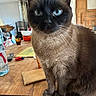 Ronron participe au concours pour gagner de l'argent avec cette photo : cat, siamese_cat, blue_eyes, fur, whiskers, table, wooden_table, indoor, household_items, water_bottle, remote_control, bowl, clutter, pet, animal, feline, close_up, sitting, curious, domestic